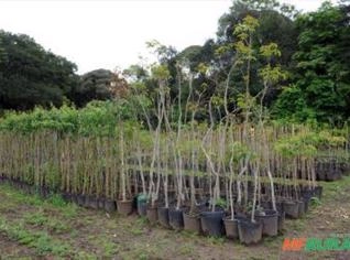 Mudas Nativas DAP 3 e 1,5 com Tutor e Fertilizante