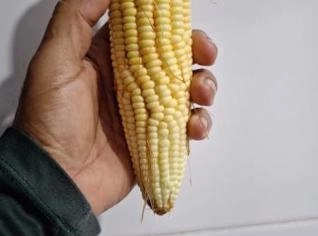 Espiga de Milho Graúda Fresca