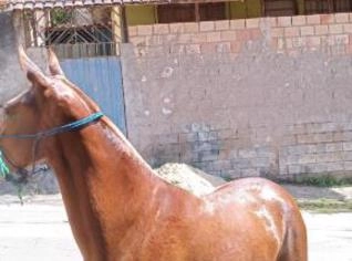 Égua Mangalarga à Venda
