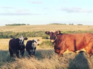 Fazenda 154 Hectares à Venda na Fronteira Brasil/Uruguai