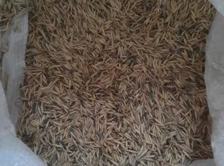 Aveia Preta Embrapa 29 - 50 ton em Big Bag
