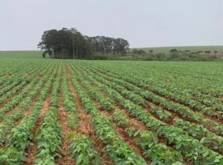 Fazenda de 877 Alqueires no PR