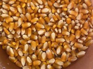 Milho Padrão em Vargem Grande do Sul