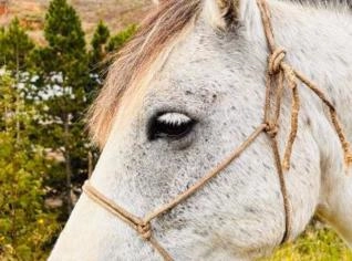 Cavalo Crioulo Castrado - 8,5 a 10 anos