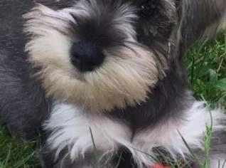 Adote Filhotes Mini Schnauzer - Carinhosos e Inteligentes