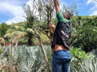 Variedade de Oliveiras em Dona Euzébia
