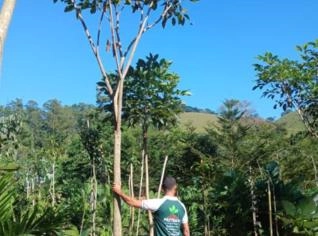 Ipe Rosa - Árvore para Arborização em Dona Euzébia