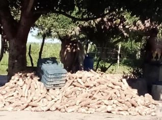 Tarefas de Mandioca em Japoatã - Hectares Disponíveis