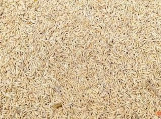 Arroz com Casca - 60kg Itaguari