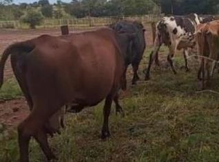 Vacas Leiteiras com Ordenha e Tanque