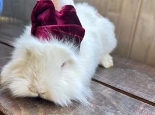 Coelhos Peludos e Fofinhos - 40 dias