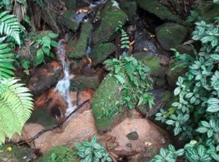 Sítio de 45,65 ha em Sete Barras - Parque Estadual Botelho