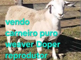 Carneiro Doper Puro - Excelente Reprodutor