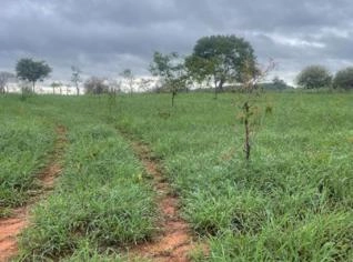 Fazenda de Pecuária em Canápolis - 159 Hectares
