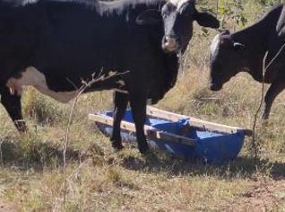 Vacas Leiteiras Girolando em Estrela do Leste - MT
