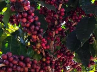 Café Robusta Premium  - Saco 10kg