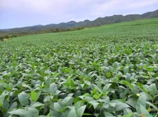 Fazenda Dupla Aptidão em Niquelândia