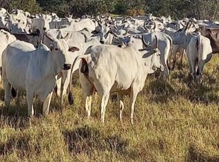 Fazenda à Venda em Cocalinho - 7.526 Hectares