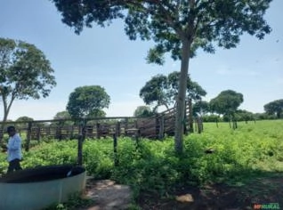 Fazenda em Arinos - 890 hectares à venda