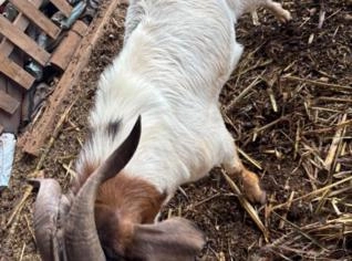 Cabrito Reprodutor Bôer