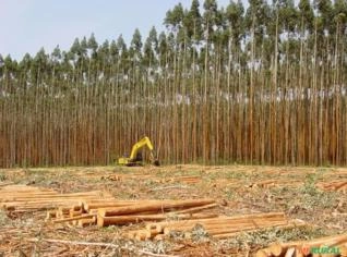 Serviços de colheita florestal em Angatuba - Harvester
