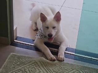 Filhote Akita em Campo Grande