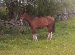 Potro Crioulo Tostado em Veranópolis - RS