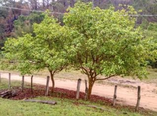 Sítio em Sorocaba - 12 Alqueires à venda