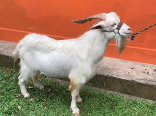 Bode Saanen - 2 anos - Nova Iguaçu, RJ