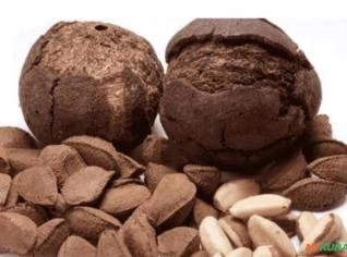 Castanha do Pará - Safra 2026