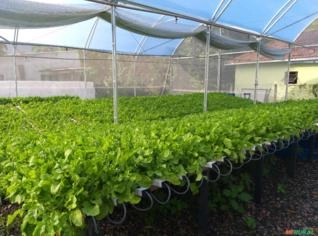 Estufa Hidropônica 12x14 m à venda em São Sebastião