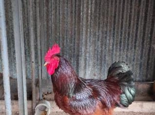 Galo Rhode Island Red - 10 meses