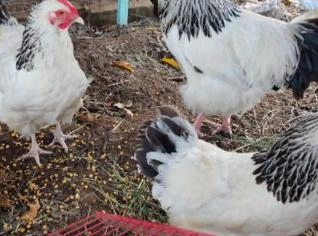 Ovos Sussex Light - Brinde 2 Ovos NH - Sapucaia do Sul