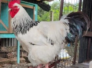 Ovos Sussex Light - 9 Ovos + 2 New Hampshire Brinde