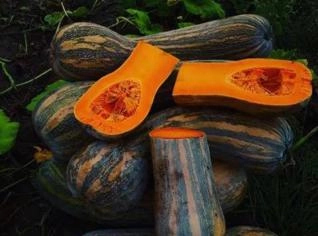 Abóbora Pescoço e Mandioca Embalada a Vácuo