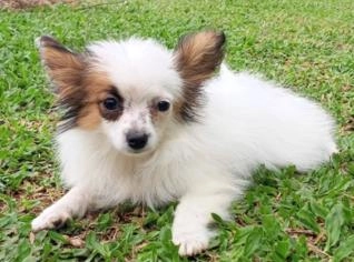 Adorável Filhote de Papillon à Venda