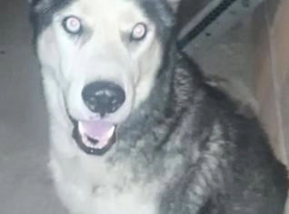 Husky Siberiano Adulto Macho em Salvador