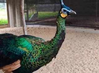Ovos de Pavão à venda - Pará de Minas, MG