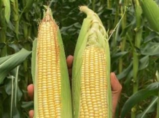 Milho Verde Fresco de Casa Branca