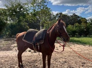 Cavalo Manso à Venda - Pronto pra Montar - Ventania PR