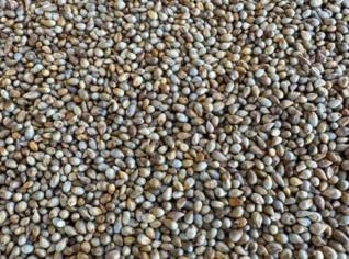 Milheto Classificado - Sementes de Qualidade