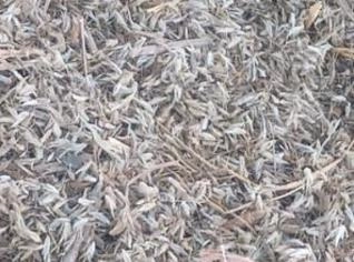 Capim Andropogon - Sementes de Pastagem em MG