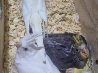 Calopsita Filhote 2 Meses - São José/SC