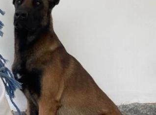 Pastor Belga Malinois - 2 Anos em Três Rios