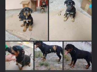 Filhotes de Rottweiler - 4 meses em Lavras, MG