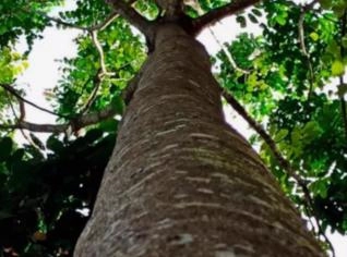Venda de Mogno Africano em Paracatu/MG
