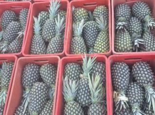 Abacaxi Pérola Doce e Graúdo do RJ