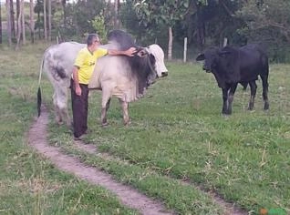 Touro Nelore 6 anos - Cezarina, GO