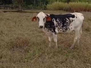 Novilhas Holandesas: Alta Genética para Leite