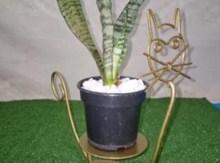 Gato Ornamental Dourado para Jardim e Decoração